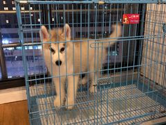 -Husky Go! 哈士奇体验馆·宠物咖啡厅狗咖