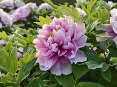 -洛阳市隋唐城遗址植物园