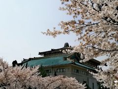 -武汉大学-樱园
