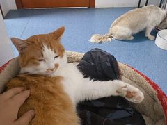 -北京赛佳动物医院