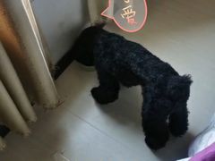 -波姐宠物家庭寄养