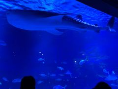 -烟台海昌鲸鲨海洋公园