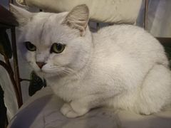 -平行世界·猫咖(首经贸店)