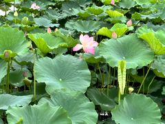 -渌洋湖湿地公园