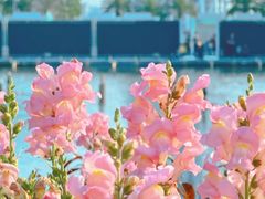 -海心沙亚运公园