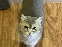 -MOCHA明星猫咖(田子坊店)
