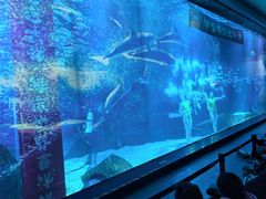 -海合安成都极地海洋公园