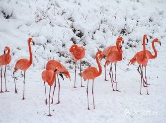 2018年12月6日，青岛迎来2018年冬季第一场雪