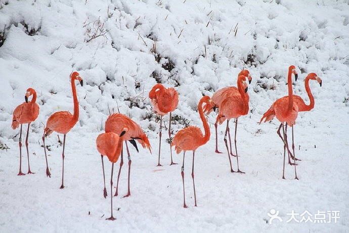 火红与雪白