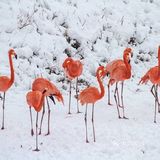 火红与雪白