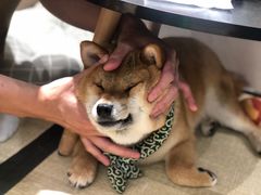 -逗柴咖啡屋·狗咖猫咖宠物桌游