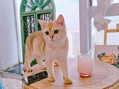 草莓气泡水-共舞时光猫咖·狗咖(新街口店)