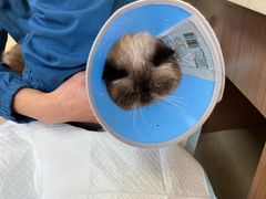 -爱派特动物医院·全科诊疗中心