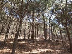 -北京西山国家森林公园