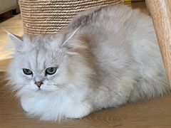 -猫腻·猫咖·撸猫馆(星光大道店)