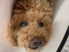 -东日国际动物医院·CT·心脏专科(桃源分院)