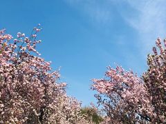 -海棠花溪(元大都城垣遗址公园)
