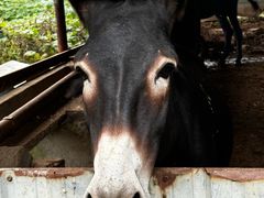 -元鼎宝驴香·全驴宴(江宁店)