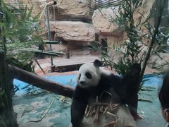-成都动物园