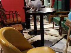 -猫色咖啡·猫咖