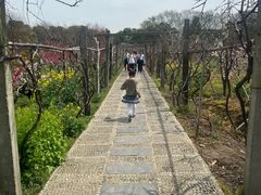 -南汇桃花村