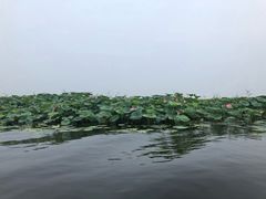 -白洋淀景区