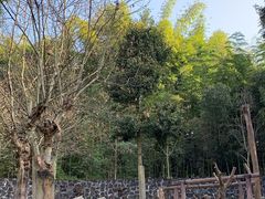 -都江堰中华大熊猫苑
