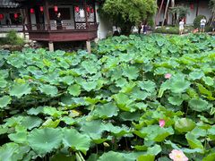 -上海醉白池公园