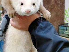 -藦茜花园宠物主题亲子互动体验馆(国顺东路店)