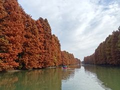 -上海海湾国家森林公园