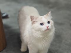 -瞄一喵猫咖(格力海岸店)
