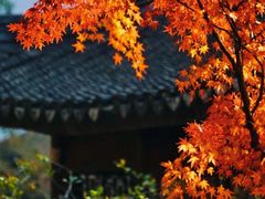 -秋霞圃