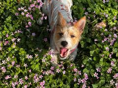 -博特宠物医院24h犬猫全科.骨科·异宠