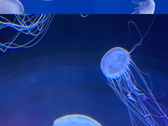 -上海海昌海洋公园