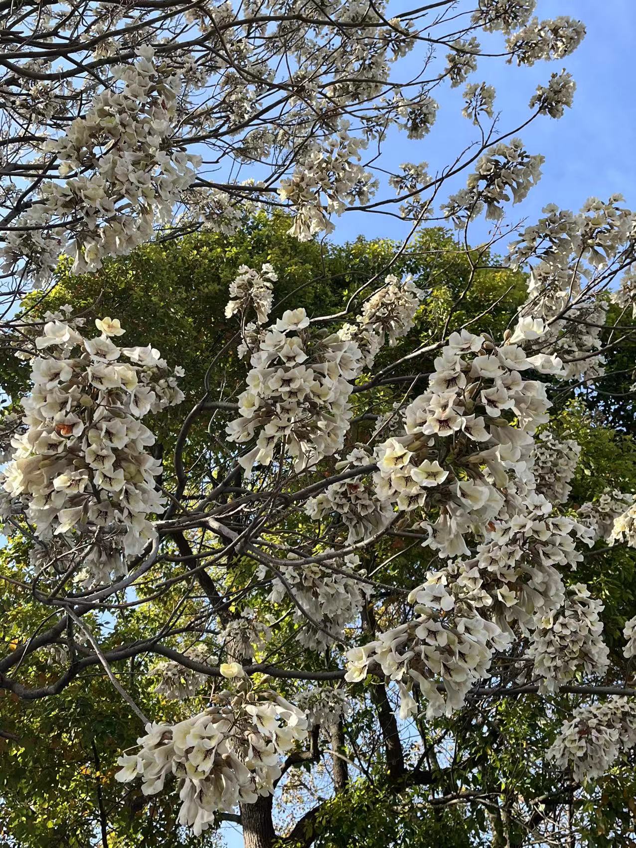 泡桐树花期图片