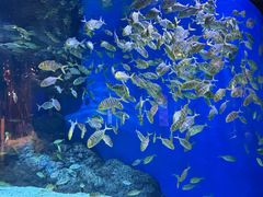 -成都浩海立方海洋公园