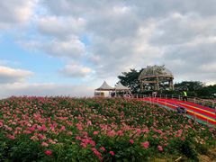 -大塘金香草谷