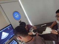 -芭比堂动物医院·24小时·眼科中心(深圳中心)