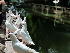 -西园寺