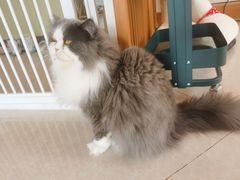 -Catmate·猫肥家润(金润铂宫店)