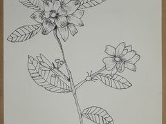 -杨梅红艺术教育(凤城教学中心)