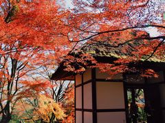 -常寂光寺