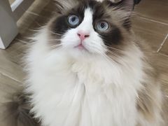 -李小姐の猫咖啡馆(五角场店)