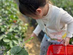 -光明小镇欢乐田园