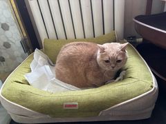 -宠爱国际动物医院·消化内科·心肾内科·ISFM猫友好(望京店)