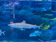 -海合安成都极地海洋公园