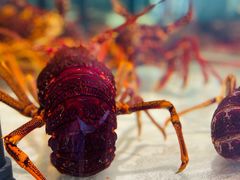 -万龙洲海鲜(大兴绿地缤纷城店)