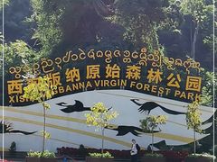-西双版纳原始森林公园