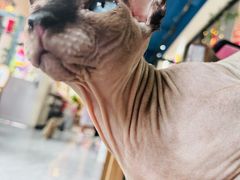 -猫小院猫主题餐厅(南锣旗舰店)