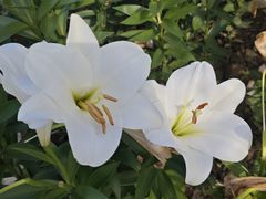 -石家庄市植物园